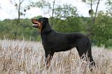 BEAUCERON 560